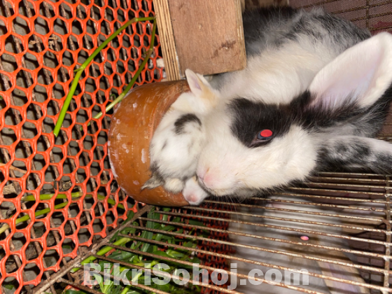 Satin Angora breeding pair